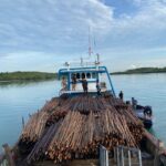 Gagalkan Penyelundupan 12000 Batang Kayu Bakau ke Singapura, Ditpolairud Polda Kepri Amankan Kapal Tanpa SKSHH